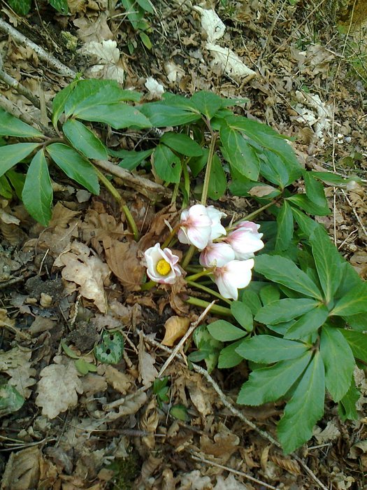 Prealpi Carniche: Helleborus niger L.